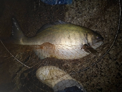 9/19釣果イサキイスズミでかいサメ