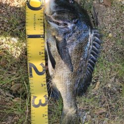 チヌ落とし込み