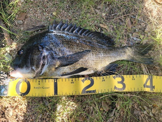 チヌ落とし込み