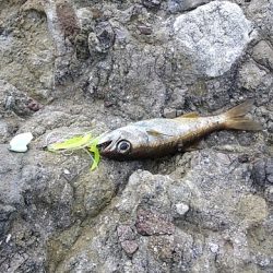 タイドグラフ通りの釣果