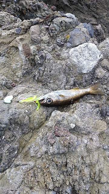 タイドグラフ通りの釣果
