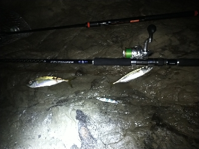 ショアジグサビキで小サバ