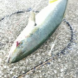 朝マヅメ-青物の季節