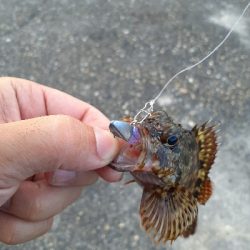 安定のガシリング