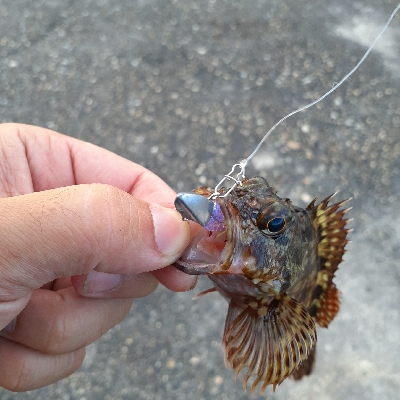 安定のガシリング