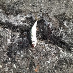 遠征するもやっぱり鯖