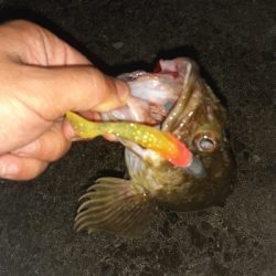 安定のガシリング