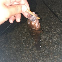 苦潮でガシラはツライみたいです。