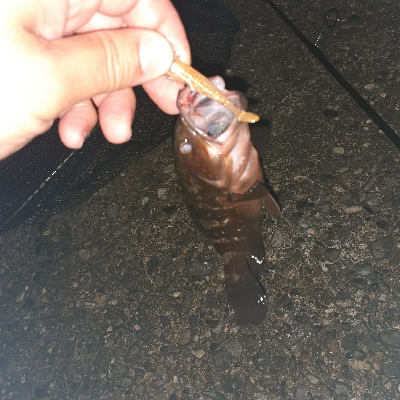 苦潮でガシラはツライみたいです。