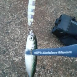 大潮初日に青物狙うもサバ