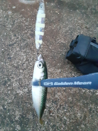 大潮初日に青物狙うもサバ