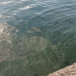 タチウオ釣り　好調