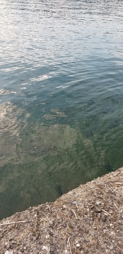 タチウオ釣り　好調