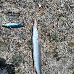 今日も色々釣れました