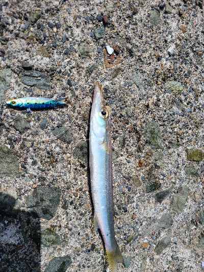 今日も色々釣れました