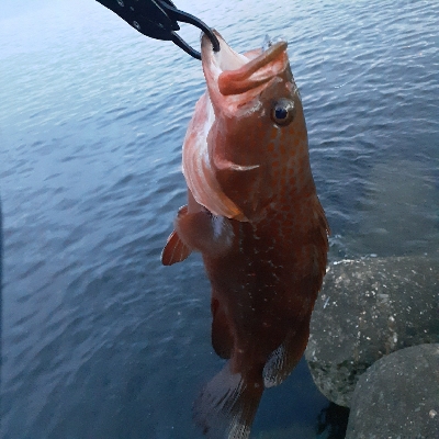 朝は根魚　夕方は太刀魚