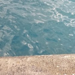 青物からキス狙いまで