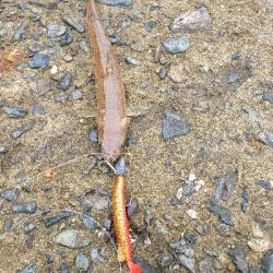 久しぶりのマゴチ