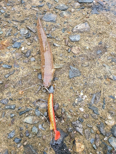 久しぶりのマゴチ