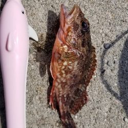 アコウ ガシラ キス 五目釣り