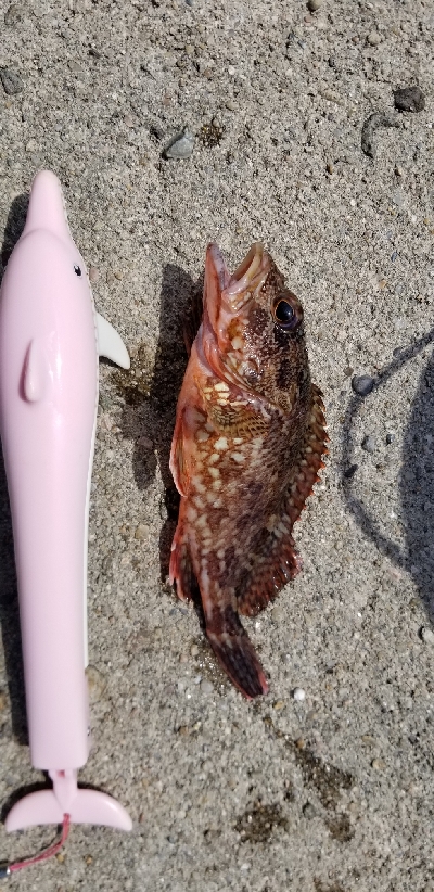 アコウ ガシラ キス 五目釣り