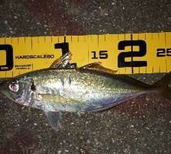 やっぱ、アジングは楽しい