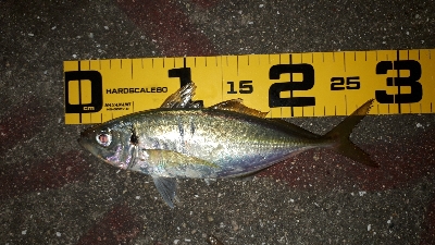 やっぱ、アジングは楽しい