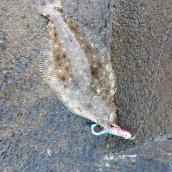 朝マズメの新川河口にて