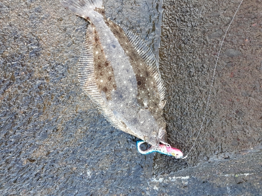 朝マズメの新川河口にて