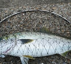 昼間の上げ潮にて