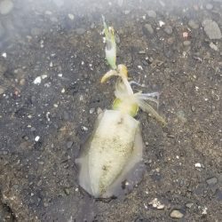 エギングでクエだ！