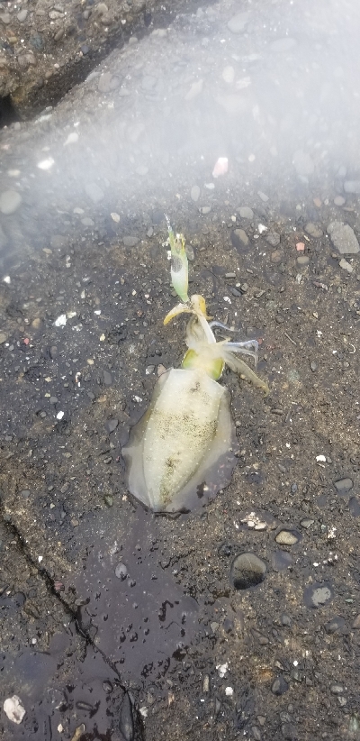 エギングでクエだ！