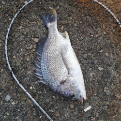 台風前調査してきました