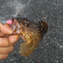 台風直前調査に行って来ました