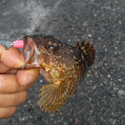 台風直前調査に行って来ました