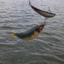 淀川でサバゲー。