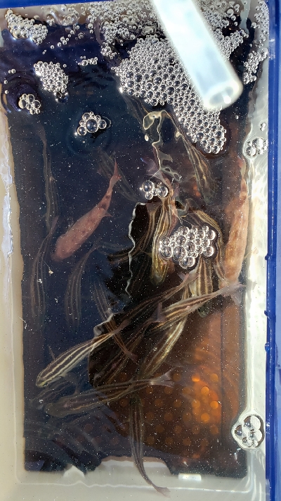 のませでガシラが釣れました