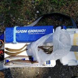 過去最大サイズ!