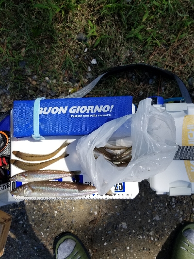 過去最大サイズ!