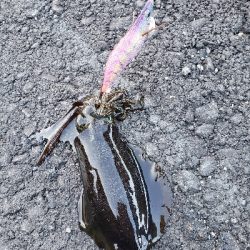 台風後だが行ってみた！