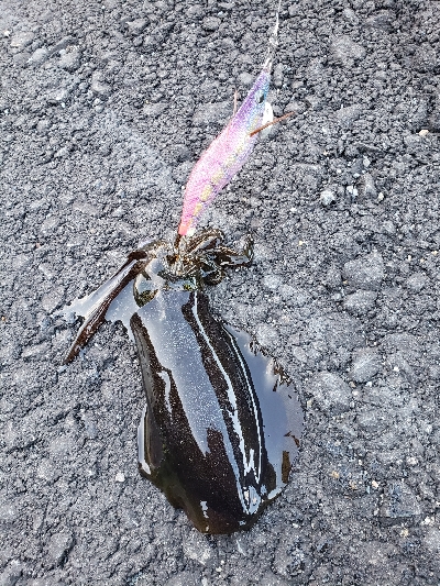台風後だが行ってみた！