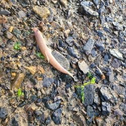 小さいサイズでした