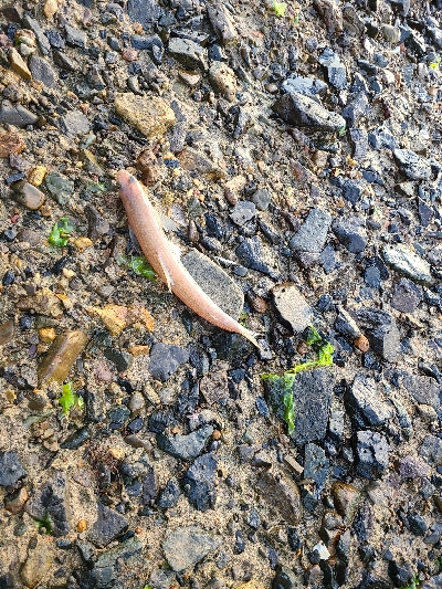 小さいサイズでした