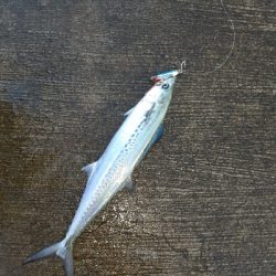 遠方へ行って来ました