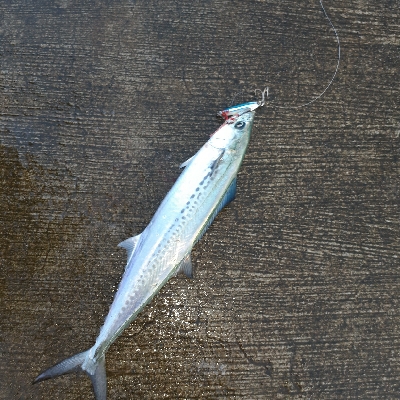 遠方へ行って来ました