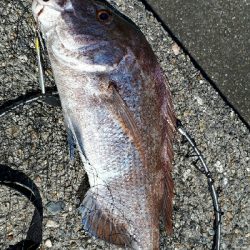 青物調査のハズが