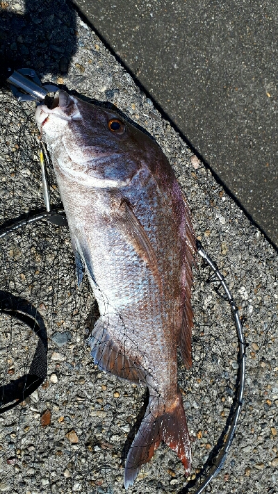 青物調査のハズが