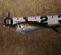 ダイソータックルで