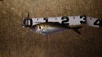 ダイソータックルで