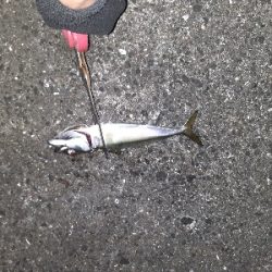 沖堤で青物狙い